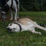 THWI_80D5268_04Sep2016