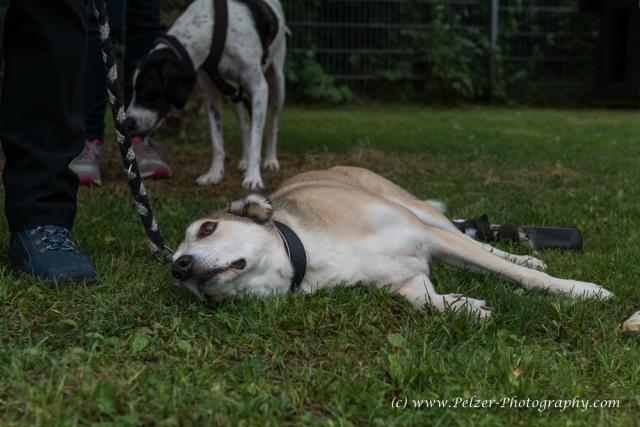 THWI_80D5268_04Sep2016