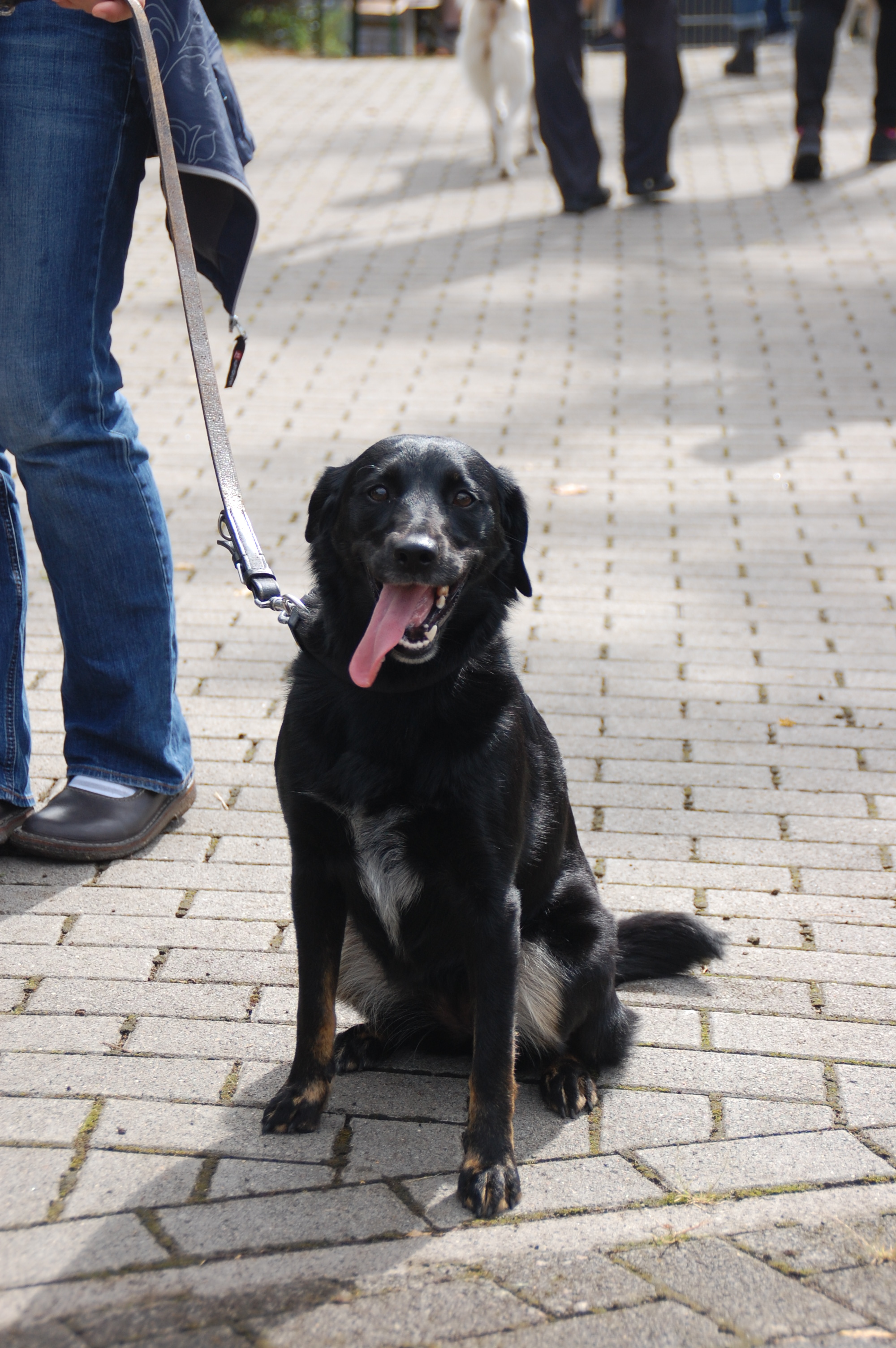 tag der offenen tuer2016 (12)