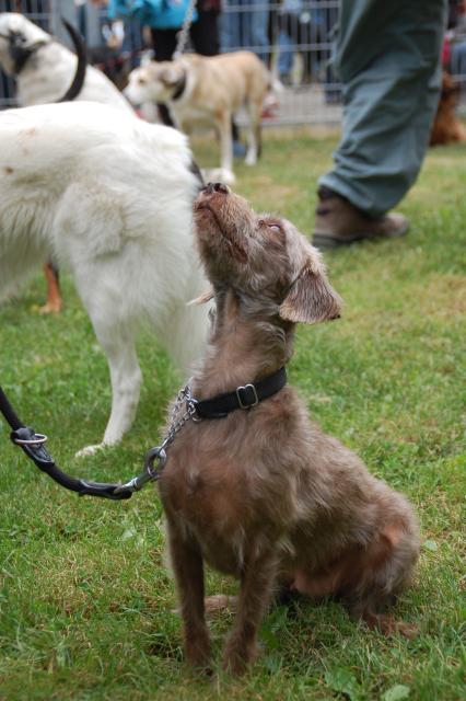 tag der offenen tuer2016 (48)