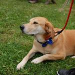 tag der offenen tuer2016 (54)