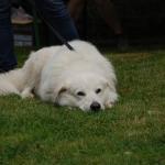 tag der offenen tuer2016 (65)