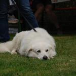 tag der offenen tuer2016 (66)