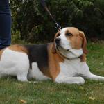 tag der offenen tuer2016 (8)